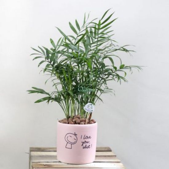 Cau tiểu trâm và Chậu men trụ màu hồng vẽ
