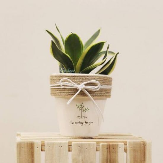 Cây Lưỡi Hổ Thái và Chậu Cây Vẽ Tay